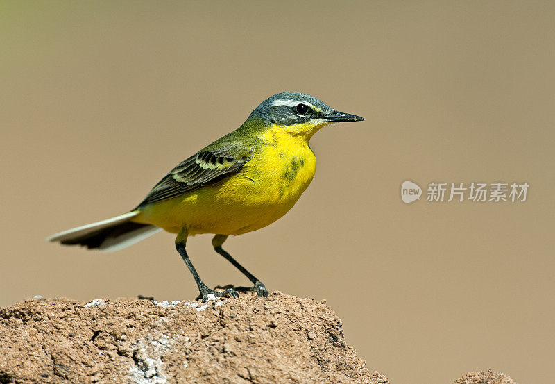 黄鹡鸰（Motacilla flava）